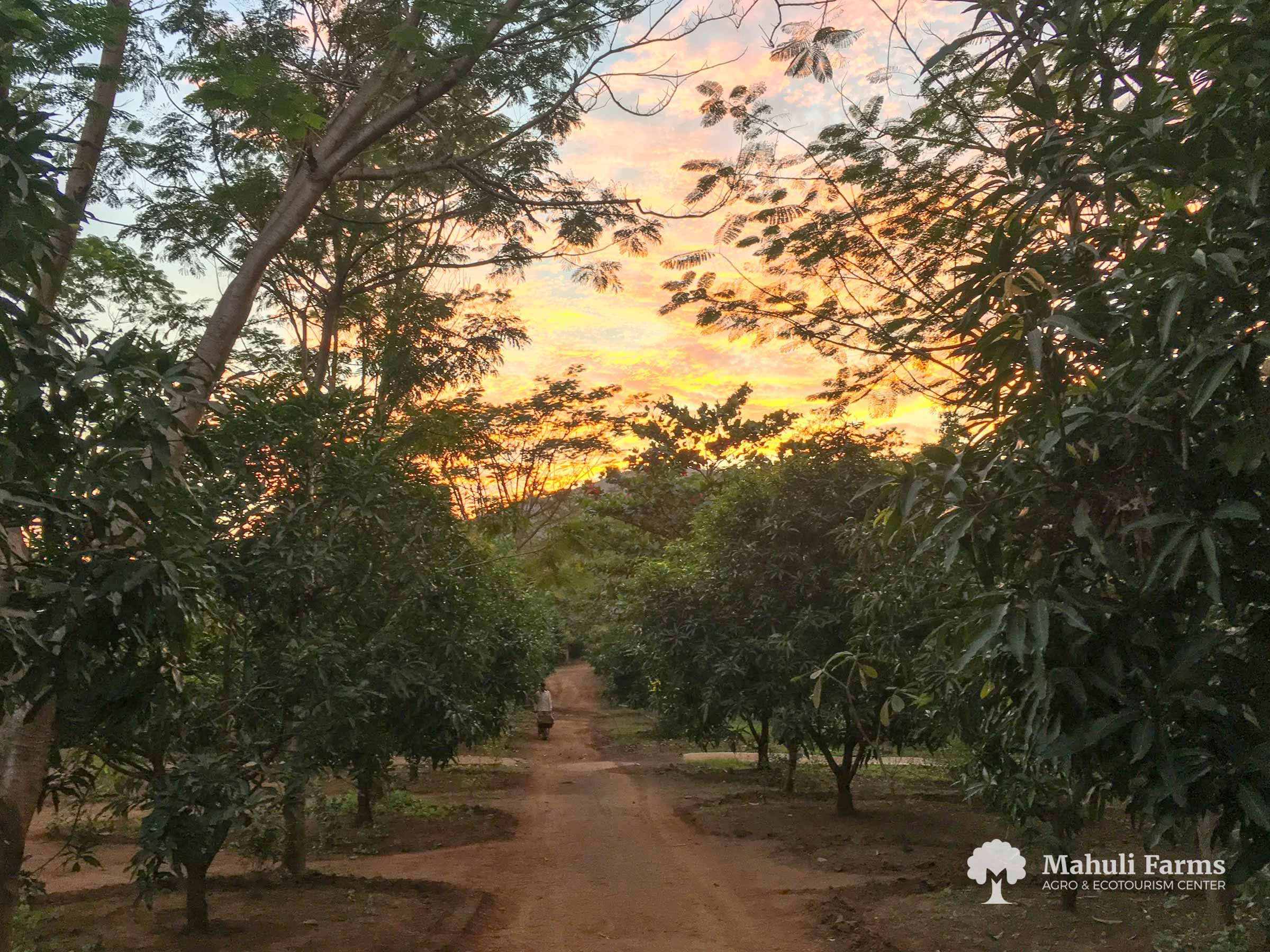 Mahuli Farms landscape